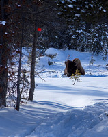 Buffalo blocking the ski trail.